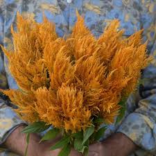 Sunday Gold Celosia Seed Flower Farm Seeds Celosia Flower