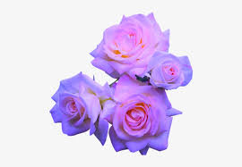 transparent flowers purple roses lavender roses pink pastel purple flower png 500x500 png download pngkit transparent flowers purple roses