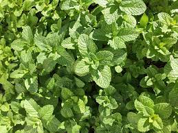 Mint features prominently in the cuisine of the middle east in tabouli and other dishes. Many Uses Of Mint Leaves The Old Farmer S Almanac