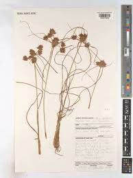 Image result for Cyperus amauropus