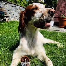 Image result for irský červenobílý setr