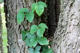 Written by rod crawford <puffinus@u.washington.edu>. Five Myths About Poison Ivy Preen