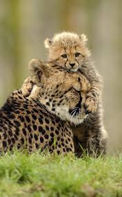 Whiteangelxoxo Cute Baby Animals Animals Wild Animal Pictures