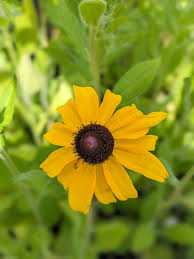 Image result for Rudbeckia hirta