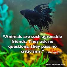 See more ideas about quotes, fighter quotes, inspirational quotes. A Pet Is Always There To Listen My Pet Warehouse Inspirational Pet Quotes Fish Aquarium Betta Siamesefighting Betta Fish Fishing Quotes Animal Quotes