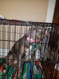 To learn more about each. Grey Pitbull Found At Gillham Park This Morning Come Get Your Dog Kansascity