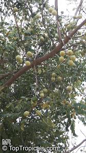 Image result for Sclerocarya birrea