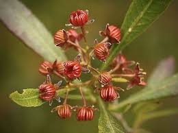 Image result for Dodonaea viscosa