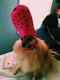 I saw this on reddit and i think twitter should see it too pic.twitter.com/vfedu2uswj — ✰. 10 Croc Head Ideas Animal Memes Cute Animals Funny Animals