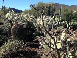 Learn more about the members and physical characteristics of the family. The Sixth Cactus When Green Becomes So Much More Than Green Nieman Storyboard
