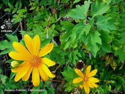Image result for Tithonia diversifolia