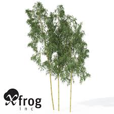 Hachiku Bamboo Plant 3d Model Bamboo Plants Plants 3d Model