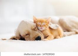 Are you a student working on an assignment about cats? 322 Free Cat Stock Photos Cc0 Images