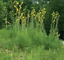 Silphium laciniatum (Compass Plant)