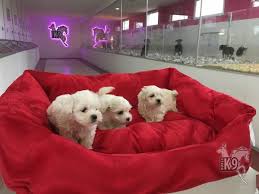 Satilik Maltese Terrier Yavrulari Club K9 Kopek Ciftligi Ve Binicilik Merkezi Puf Minder Kopek Binicilik