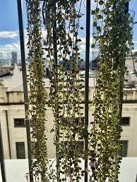 A plumosus con fronde spumose e piatte, a.sprengeris con foglie aghiformi e fusti. Piante Pendenti Da Interno Per Il Tuo Appartamento Green