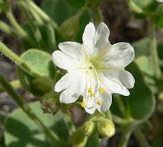 Image result for Baissea viridiflora