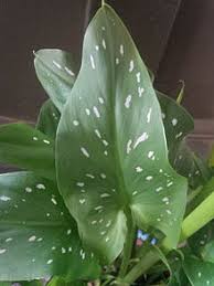 Canna lily balcony plants tall plants petunias plant leaves sunrise shapes yellow spring. Zantedeschia Wikipedia