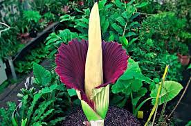 Amorphophallus Titanum The Corpse Flower With The World S Largest Inflorescence