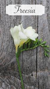 Pin By Susanne Dorenberg On Flowers Meanings Freesia Flowers Types Of Flowers Beautiful Flowers