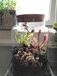 My First Carnivorous Plant Set Up Savagegarden