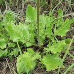 Image result for Crassocephalum vitellinum