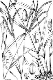 Image result for Urochloa brizantha