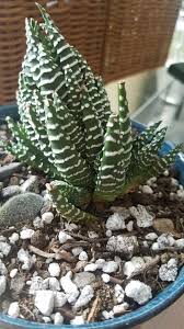 The species are endemic to southern africa and the genus is named after the botanist adrian hardy haworth. Help With Haworthia Curling Leaves