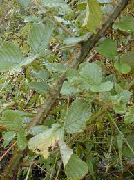 Image result for Rubus ellipticus