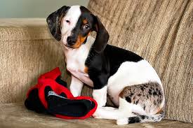 Black And Tan Reverse Dapple Dachshund Harlequin Suggest A Name For Her Dog Coats Dapple Dachshund Daschund Puppies