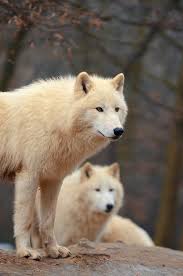 Arctic Wolves By Maria Kristinkova 500px Arctic Wolf Animals Animals Wild