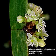 Image result for Polygonaceae