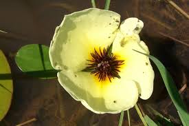 Image result for Limnocharitaceae