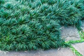 Image result for Monodora minor