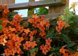 Check spelling or type a new query. 13 Flowering Vines For Year Round Color Hgtv