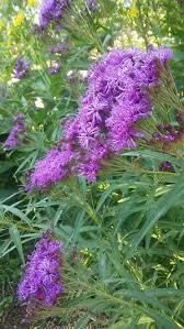 Image result for Vernonia lasiopus