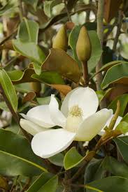 Image result for Magnolia