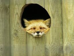 20 Mai 07 102 Animals Beautiful Fox Art Animal Companions