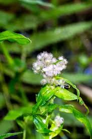 Image result for Coleotrype