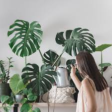 These sturdy indoor plants that are almost impossible to kill — plus, they're gorgeous! National Houseplant Appreciation Day January 10 2022 National Today