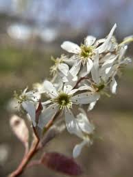 Image result for Amellus reductus