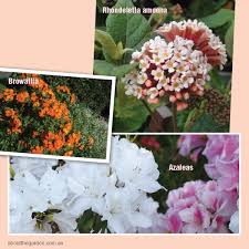 This is no time to be timid when it comes to planting, pruning blossom trees, spring bulbs, wisteria and jasmine are the flowers most readily associated with spring, but there's also fabulous colour from bearded iris. Spring Flowering Plants About The Garden Magazine