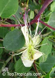 Image result for Capparis brassii