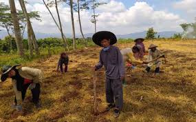 Budidaya porang banyak dibicarakan dikarenakan memiliki nilai ekonomi menjanjikan. Tak Cuma Porang Budidaya Koro Pedang Juga Lagi Ngetren Di Wonogiri