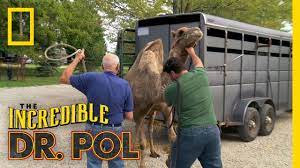 Quest for camelot (in 104 minutes released on ps5 4k movie) is a 1998 animated film from warner bros. Baby Camels On Board The Incredible Dr Pol Youtube