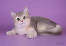 Available Golden Kittens | Stylish Cats|British shorthair ...