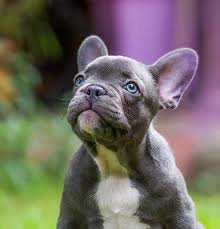 Peanut, pepper, and mochi are some of our favorites that made the top 100. French Bulldog Names 100s Of Ideas To Inspire You
