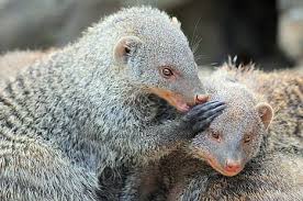 Musang adalah nama umum bagi sekelompok mamalia pemangsa (bangsa karnivora) dari suku viverridae. Cara Ternak Musang Luwak Untuk Pemula Sampai Berhasil