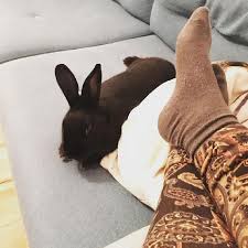 Rabbit pet insurance provides you a nice reimbursement on the big bills and allows you the freedom to take care of your pet without worry. Pet Sitter In Berlin Germany Berlin Berlin Dog And Bunny Sitting And Walking Service Petbacker Berlin