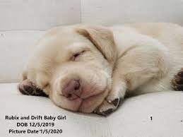 Chocolate lab puppies for adoption in illinois. Lab Puppies For Sale Chicago Lab Puppy Chicago